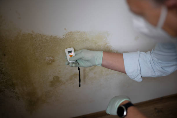 Best Mold Testing  in Hodgkins, IL