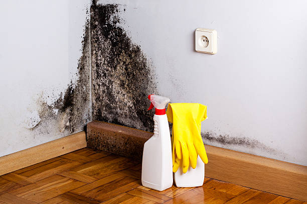 Home Mold Removal in Hodgkins, IL